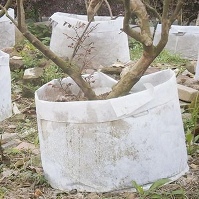 Personalizzi caldo vendendo non la borsa che biodegradabile della pianta del tessuto l'albero respirabile di flet coltiva la grande borsa della scuola materna della borsa con la maniglia